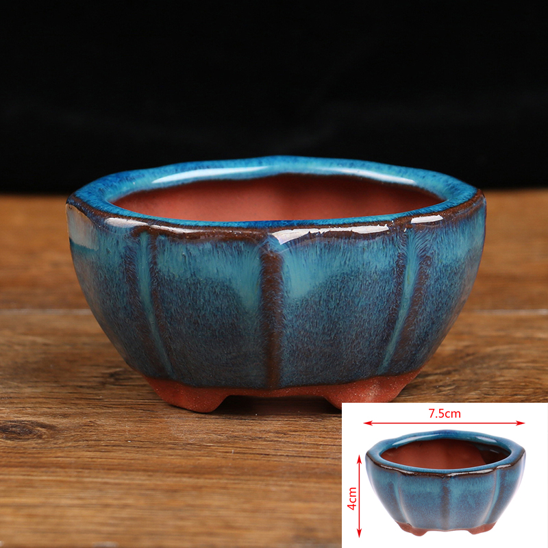 Echeveria Succulent - 1 pçs bonsai mini vaso de