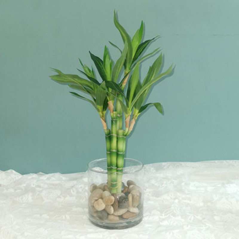Echeveria Succulent - Novo 40cm rftificial sorte bambu suculenta