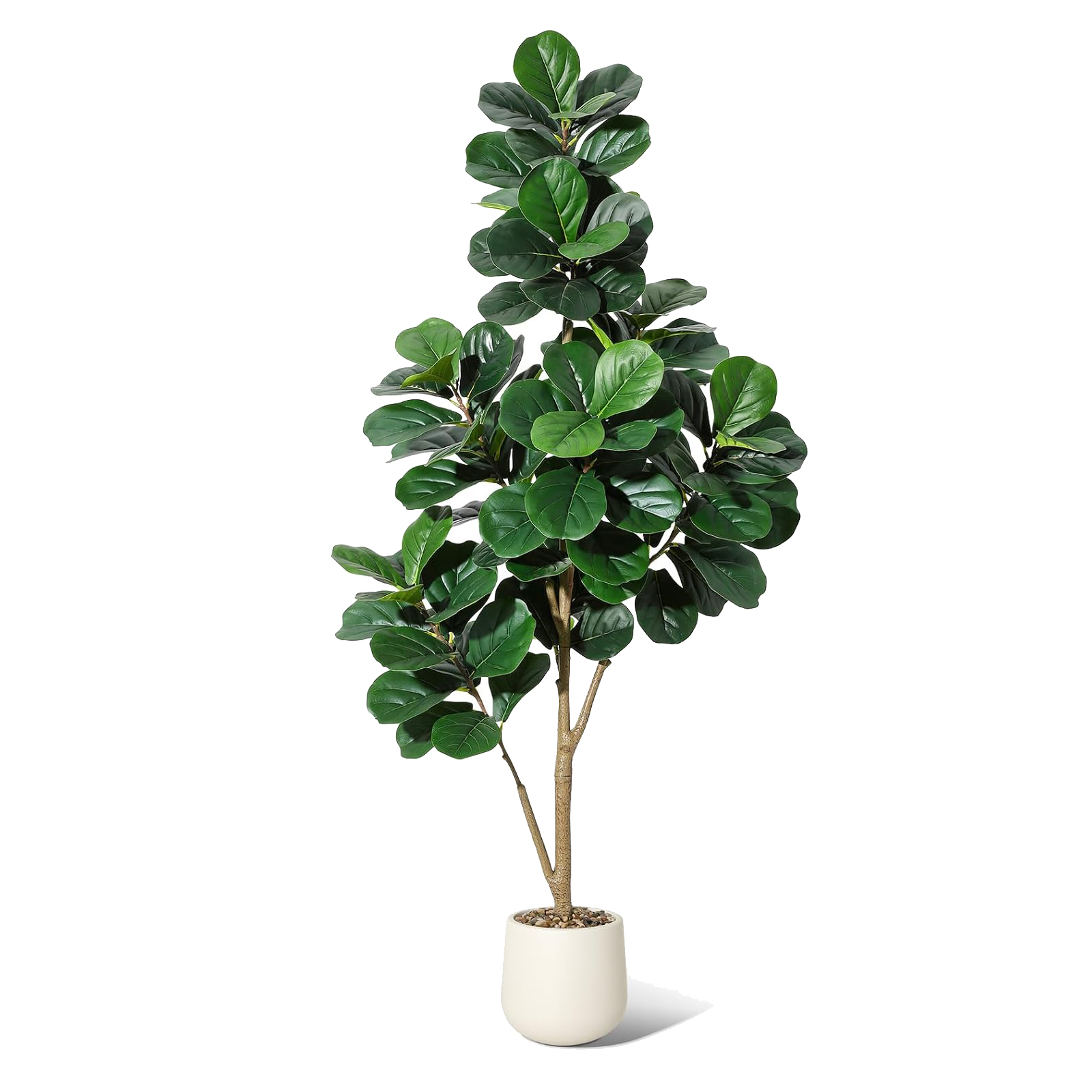 Ficus Lyrata Tree - 4-7 pés folha de violino figo