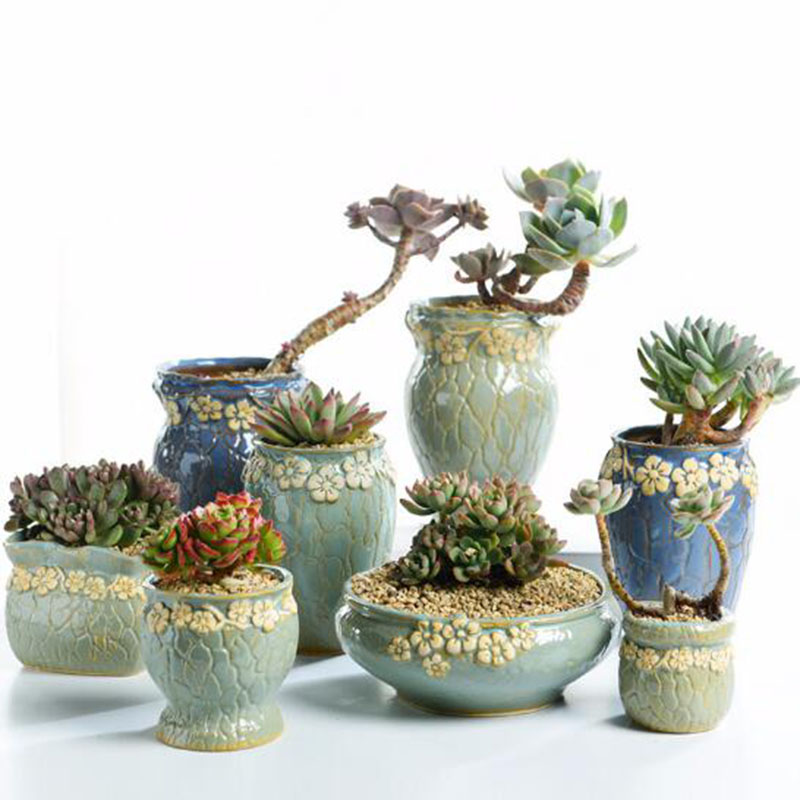 Echeveria Succulent - Vaso de plantas suculentas, vaso de