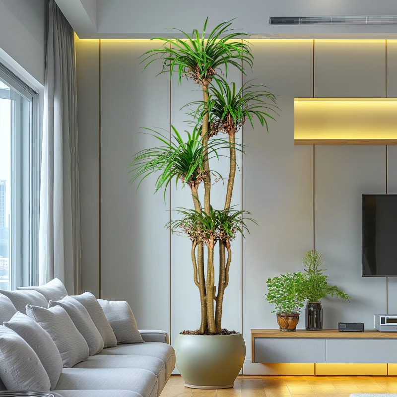 Árvore doméstica interna/exter - Dracaena Marginata avaliação e preço