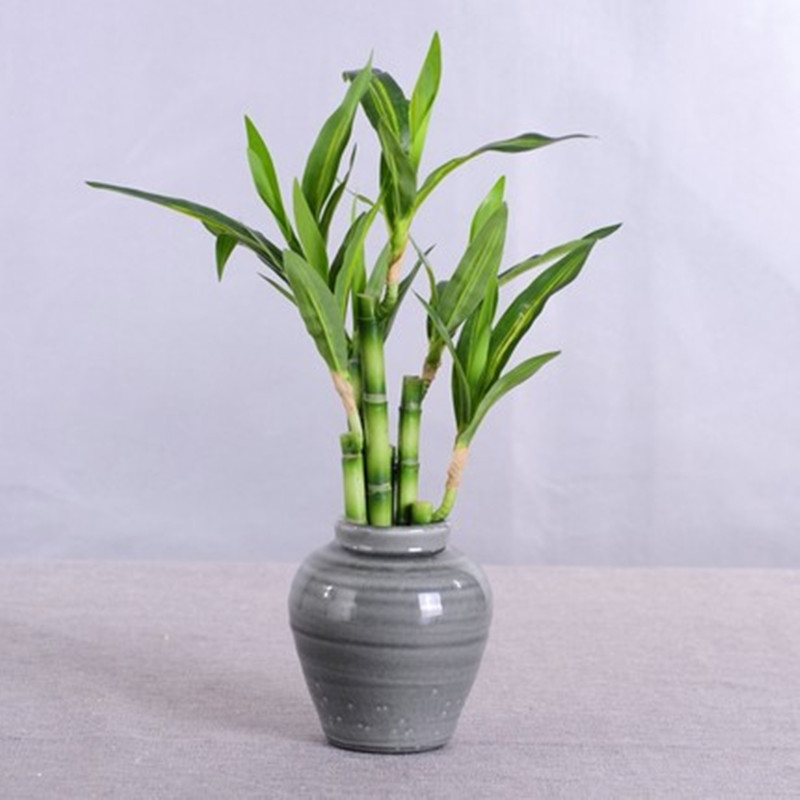 Novo 40cm rftificial sorte bam - Echeveria Succulent avaliação e preço