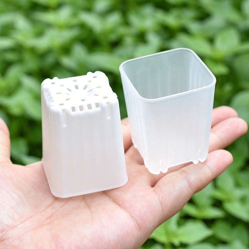 50-100 Peças de Mini Vasos Qua - Echeveria Succulent avaliação e preço