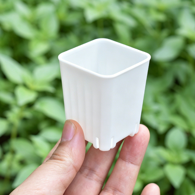 50-100 Peças de Mini Vasos Qua - Echeveria Succulent avaliação e preço