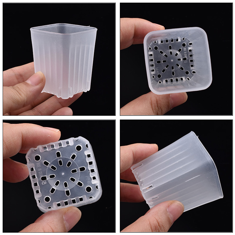 50-100 Peças de Mini Vasos Qua - Echeveria Succulent avaliação e preço