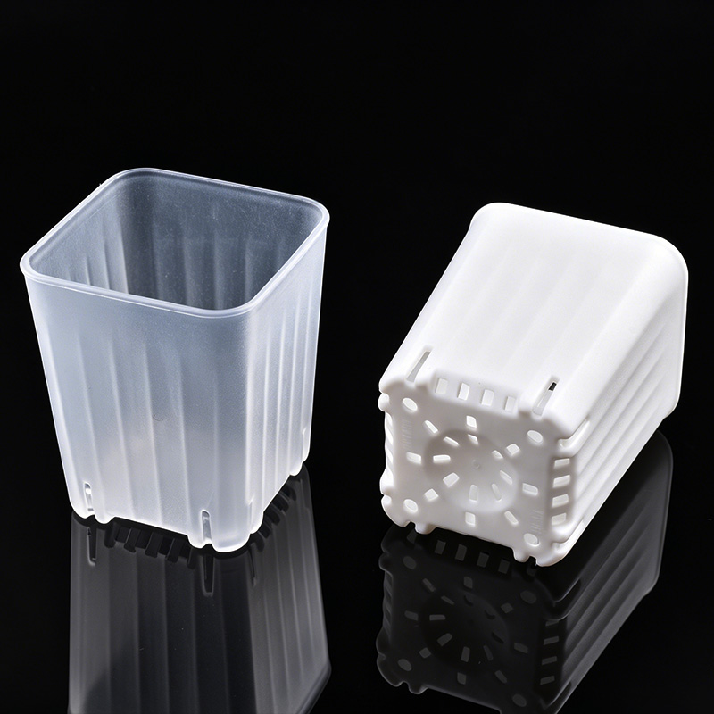 50-100 Peças de Mini Vasos Qua - Echeveria Succulent avaliação e preço