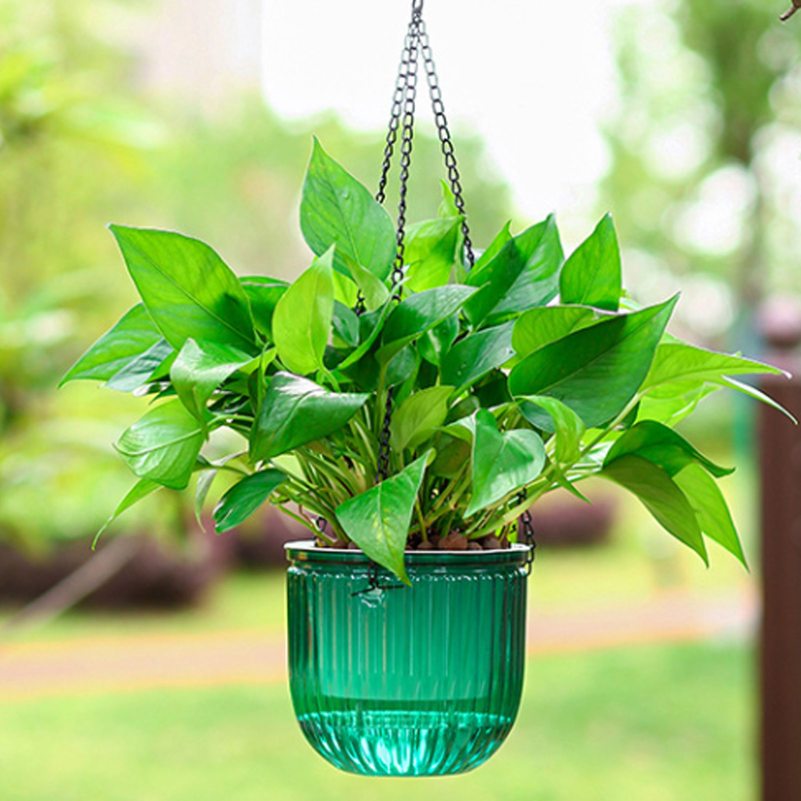 Vasos de plantas com irrigação - Spider Plant Hanging avaliação e preço