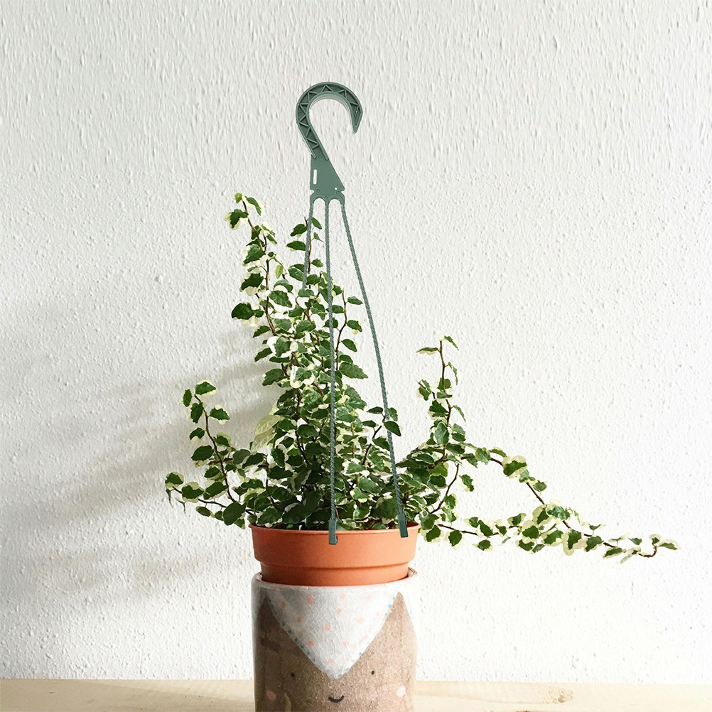 Conjunto de 5 Ganchos Modernos - Spider Plant Hanging avaliação e preço