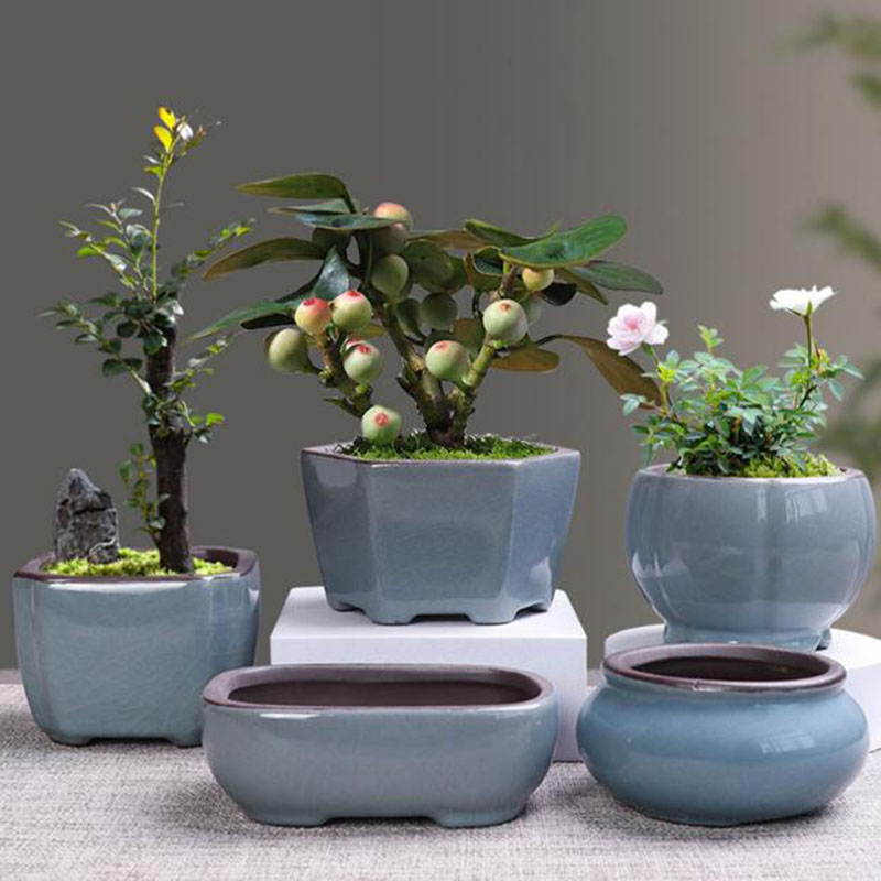 Vaso De Flores De Cerâmica Ret - Echeveria Succulent avaliação e preço