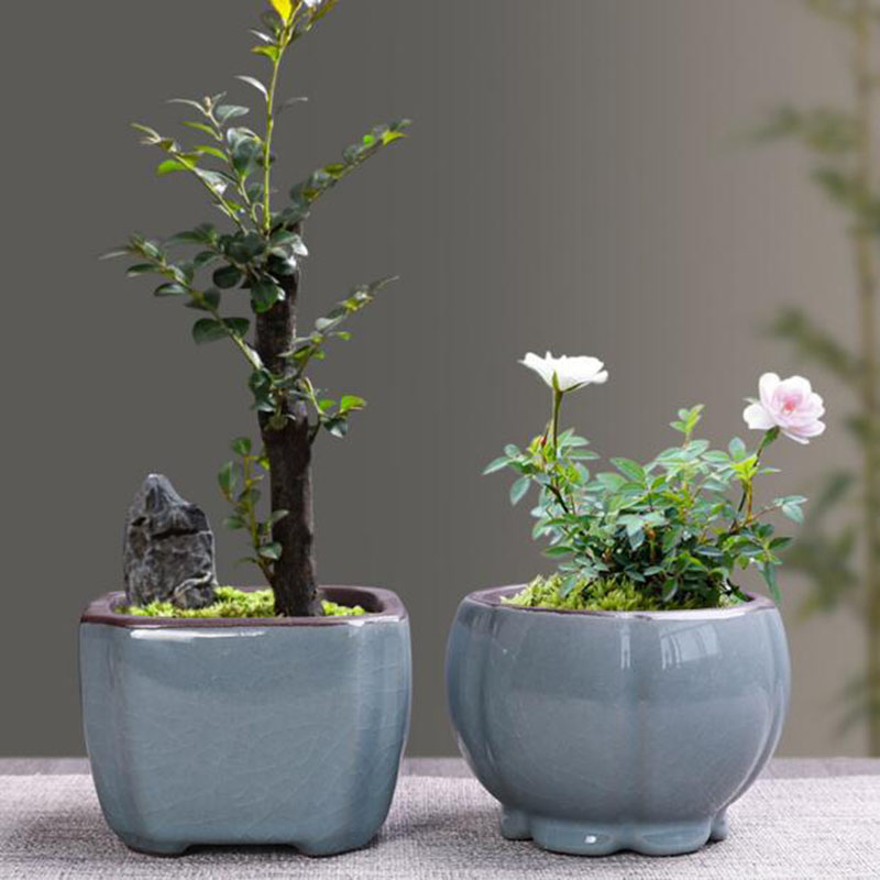 Vaso De Flores De Cerâmica Ret - Echeveria Succulent avaliação e preço