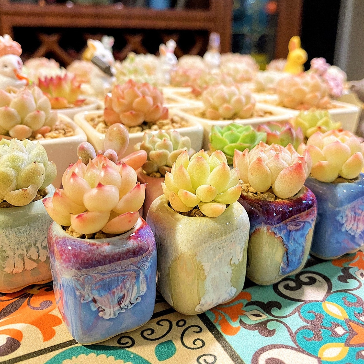 Mini vaso de cerâmica, Vaso do - Echeveria Succulent avaliação e preço