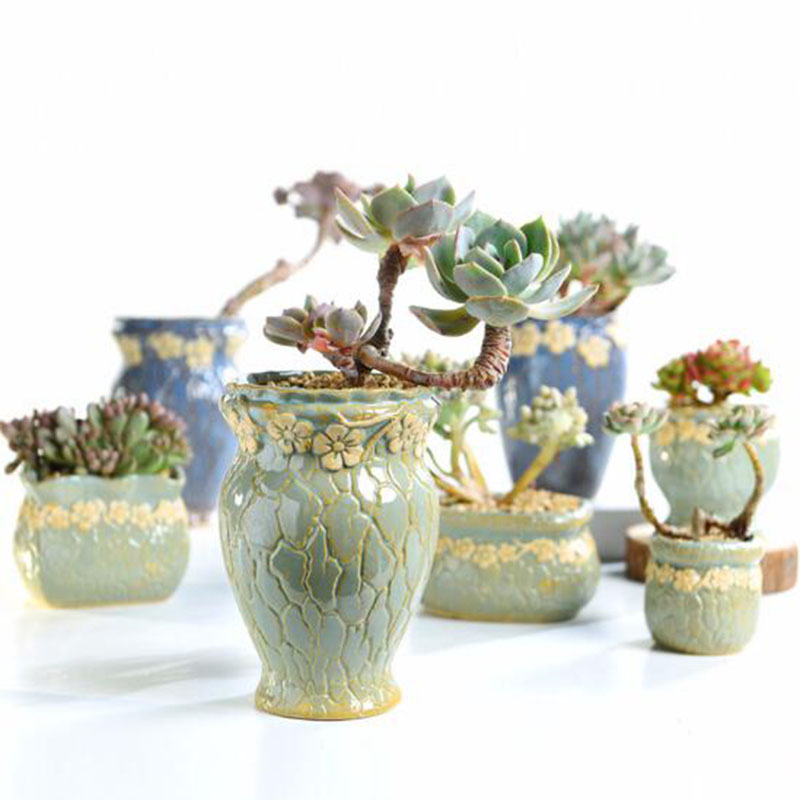 Vaso de plantas suculentas, va - Echeveria Succulent avaliação e preço