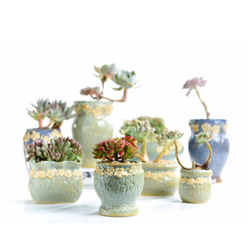 Vaso de plantas suculentas, va - Echeveria Succulent avaliação e preço
