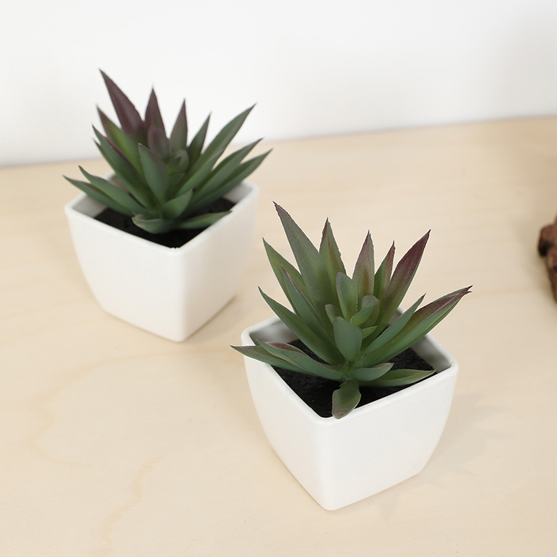 Mini copo de fada suculenta ar - Echeveria Succulent avaliação e preço